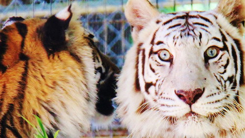 Animal ER Season 1 Episode 1 - Tiger Emergency