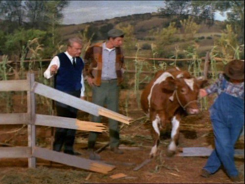 Green Acres Season 5 Episode 19 - The Cow Killer