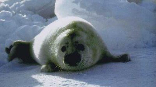 Natural World Season 19 Episode 11 - Seals: Invaders of the Sea