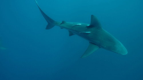Super Shark Highway Season 1 Episode 5 - Detour