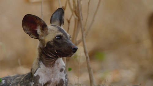 Africa's Hunters Season 2 Episode 5 - The Hot Springs Pack
