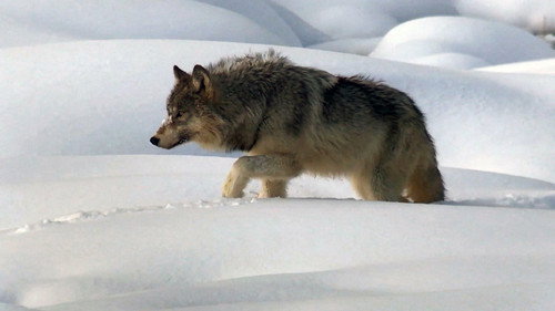 60 Minutes Season 54 Episode 20 - 1/30/2022: A 60 Minutes Wildlife Tour