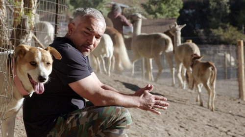 Cesar Millan: Better Human, Better Dog Season 1 Episode 8 - Dogs v. Cats
