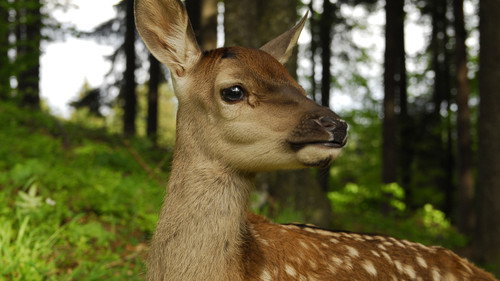 Nature Season 26 Episode 13 - Prince of the Alps