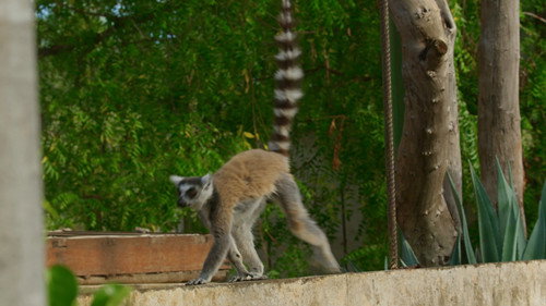 Gangs of Lemur Island Season 1 Episode 1 - Battle Lines