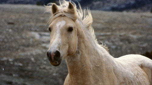 Nature Season 28 Episode 1 - Cloud: Challenge of the Stallions