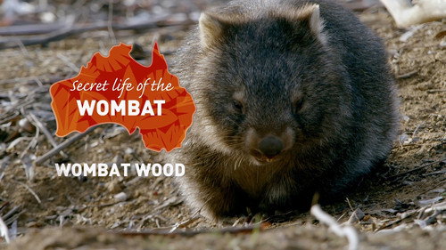 Secret Life of the Wombat Season 1 Episode 1 - Wombat Wood