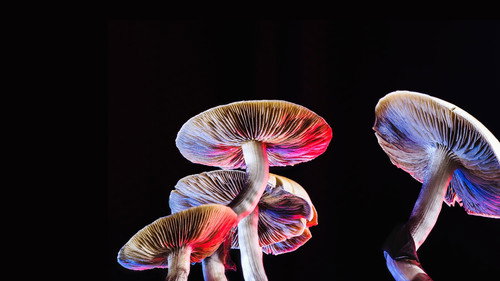 NOVA Season 49 Episode 14 - Can Psychedelics Cure?