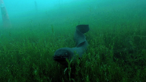 Nature Season 31 Episode 10 - The Mystery of Eels