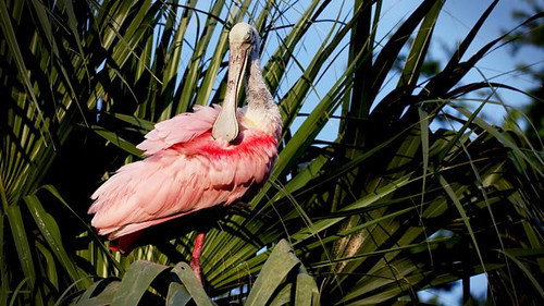 Natural World Season 39 Episode 1 - Florida: America's Animal Paradise