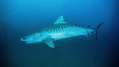 Shark Week Season 33 Episode 18 - Tiger Shark King