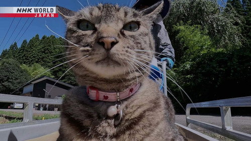 A Cat's-Eye View of Japan Season 4 Episode 8 - Akita: Good Manners Even Between Friends