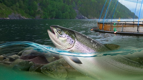 Foreign Correspondent Season 35 Episode 13 - Norway's New Oil