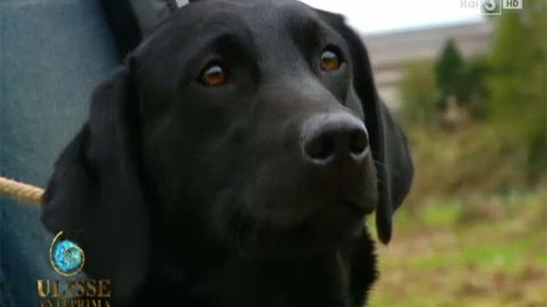 Ulisse - The Pleasure of Discovery Season 15 Episode 5 - Journey into the Minds of Animals (Second Version)