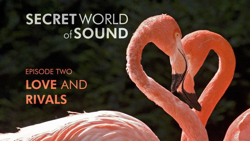 The Nature of Things Season 63 Episode 102 - Secret World of Sound: Love and Rivals