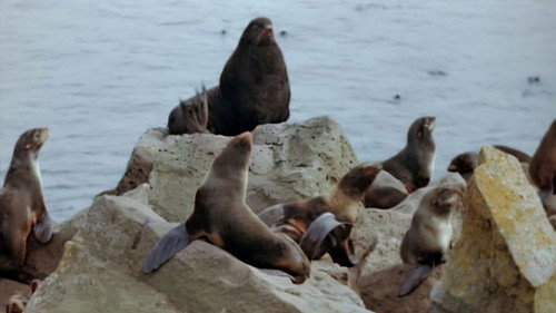 The Wonderful World of Disney Season 1 Episode 3 - Prairie/Seal Island
