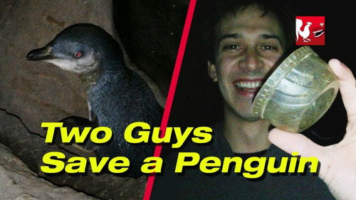 RT Life Season 5 Episode 18 - Two Guys Save a Penguin
