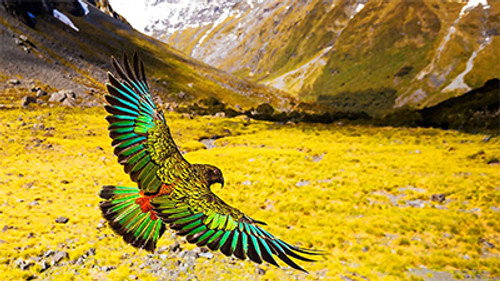 Wild Extremes still
