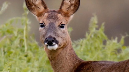 Countryfile Season 37 Episode 6 - Ashdown Forest