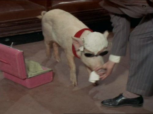 Green Acres Season 4 Episode 19 - Economy Flight to Washington