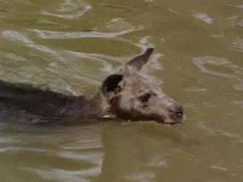Skippy the Bush Kangaroo Season 1 Episode 27 - The Last Chance