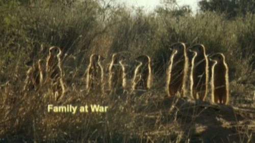 Meerkat Manor Season 3 Episode 13 - A Family at War