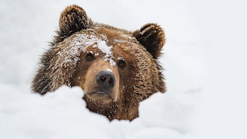 Natural World Season 39 Episode 5 - Meet the Bears