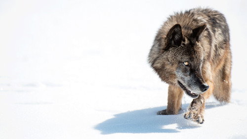 Wild Yellowstone Season 1 Episode 1 - The Frozen Frontier