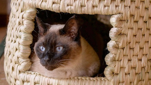 A Cat's-Eye View of Japan Season 2 Episode 4 - Niigata: Rice Town