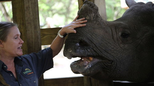 Secrets of the Zoo: Tampa Season 1 Episode 3 - You're the Rhino I Want!