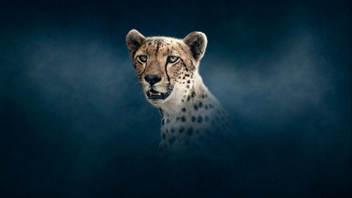 Dynasties Season 2 Episode 3 - Cheetah