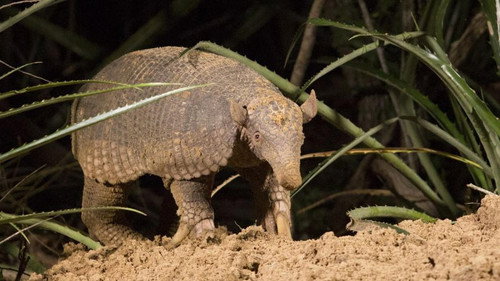Nature Season 35 Episode 14 - Hotel Armadillo