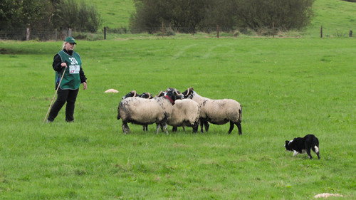 Sheepdog Showdown Season 1 Episode 1 - Episode 1