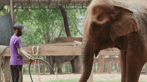 The Wizard of Paws Season 4 Episode 12 - Love & Elephants Part 3