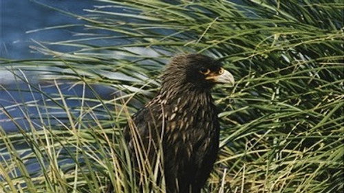 Natural World Season 21 Episode 3 - Falklands: Flying Devils