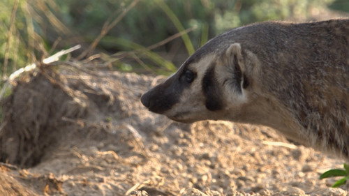 Prairie Dog Manor Season 1 Episode 10 - How the West was Won