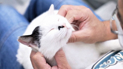 A Cat Temple: Soothing the Mind and Soul still