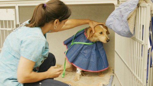 Animal ER Season 1 Episode 5 - Chaos in the OR