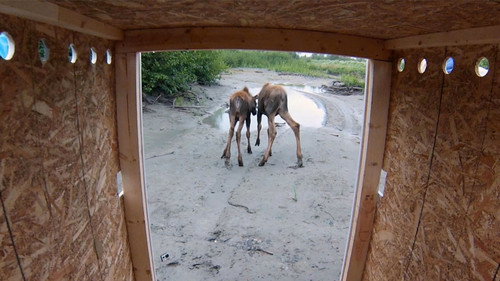 Dr. Oakley, Yukon Vet Season 2 Episode 9 - Moose on the Loose