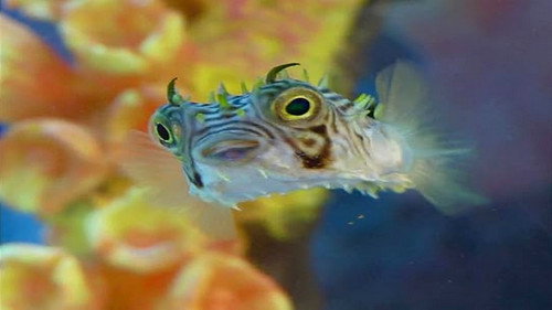 Tanked Season 2 Episode 2 - Old School vs. New School