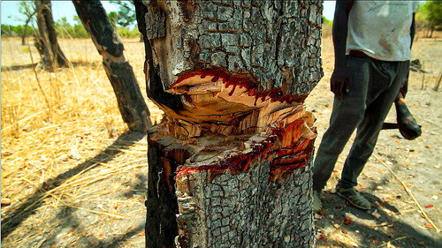 Our World Season 14 Episode 9 - The Trees that Bleed