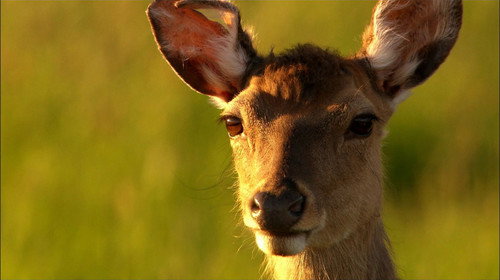 Wild Germany Season 2 Episode 1 - The Thuringian Forest - Germany's green heart