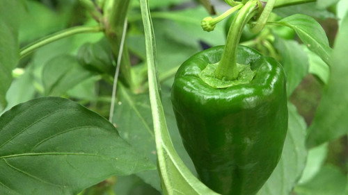 Trails to Oishii Tokyo Season 8 Episode 14 - Bell Pepper