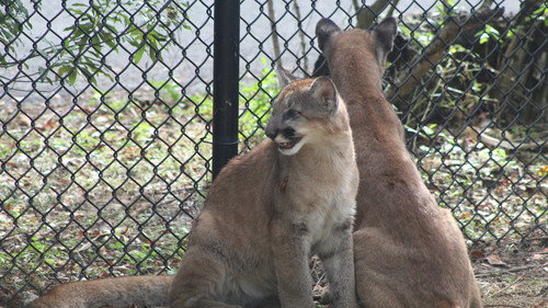 Secrets of the Zoo: Tampa Season 2 Episode 1 - Two and a Calf Kittens
