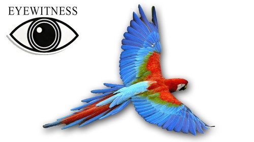 Eyewitness Season 1 Episode 2 - Bird
