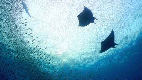 Great Blue Wild Season 2 Episode 4 - Indonesia: The Secret Lives of Manta Rays
