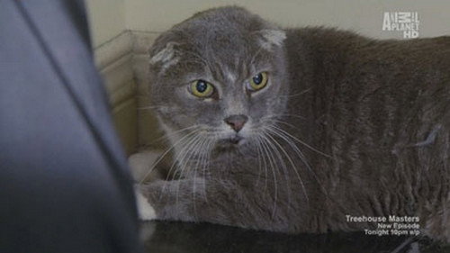 My Cat from Hell Season 4 Episode 4 - Feral Scottish Fold