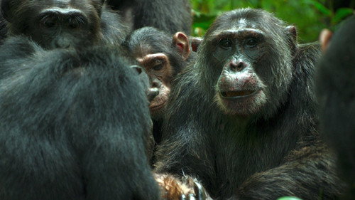 Chimp Empire Season 1 Episode 3 - War