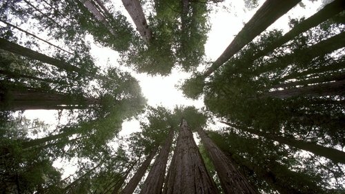 Planet Earth Season 1 Episode 10 - Seasonal Forests
