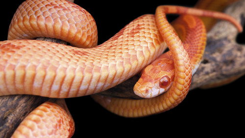 Nature Season 21 Episode 8 - The Reptiles: Snakes